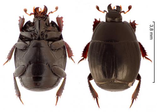 Réf. 252 756 : Hister bissexstriatus
